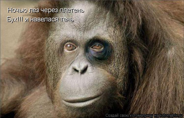 Ночью лез через плетень Бух!!! и навелася тень... Котоматрица: Ночью лез через плетень Бух!!! и навелася тень