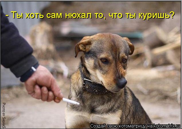 - Ты хоть сам нюхал то, что ты куришь?... Котоматрица: - Ты хоть сам нюхал то, что ты куришь?
