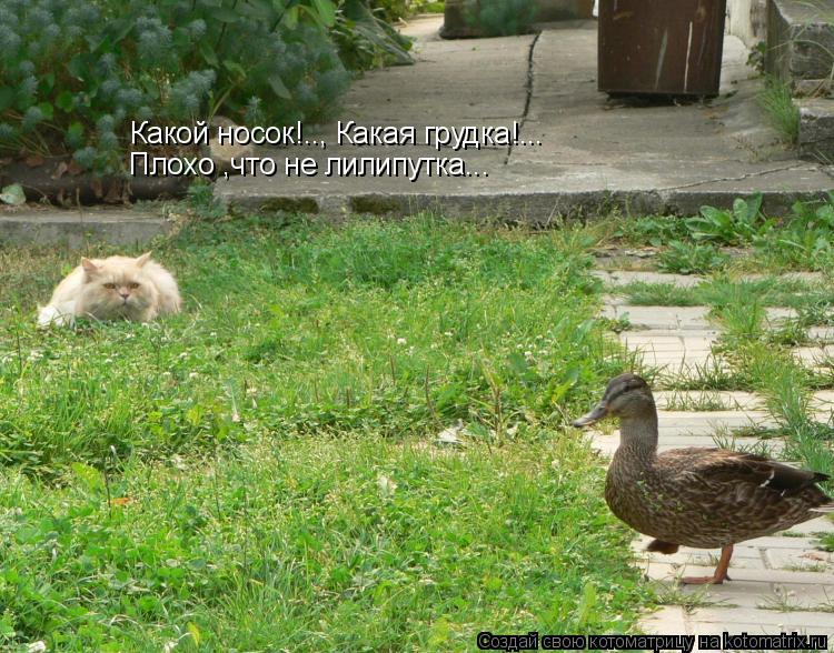Какой носок!.., Какая грудка!... Плохо ,что не лилипутка...... Котоматрица: Какой носок!.., Какая грудка!... Плохо ,что не лилипутка...