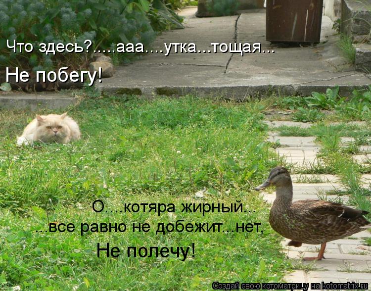 Что здесь?.....ааа....утка...тощая... Не побегу! О....котяра жирный... ...все равно не добежит...нет,... Котоматрица: Что здесь?.....ааа....утка...тощая... Не побегу! О....котяра жирный... ...все равно не добежит...нет, Не полечу!