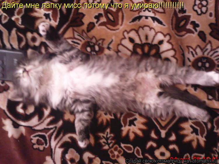 Дайте мне лапку мисс потому что я умираю!!!!!!!!!!!... Котоматрица: Дайте мне лапку мисс потому что я умираю!!!!!!!!!!!