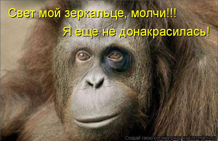 Свет мой зеркальце, молчи!!! Я еще не донакрасилась!... Котоматрица: Свет мой зеркальце, молчи!!! Я еще не донакрасилась!