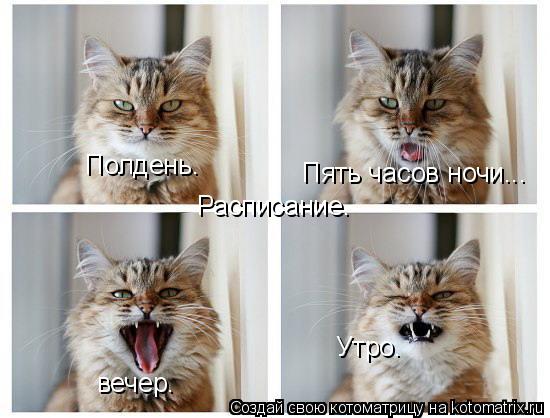 Расписание. Утро. Полдень. вечер. Пять часов ночи...... Котоматрица: Расписание. Утро. Полдень. вечер. Пять часов ночи...
