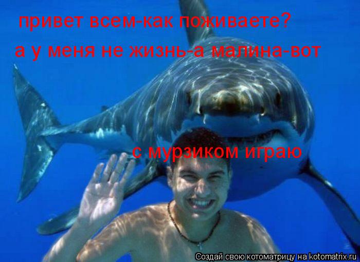 привет всем-как поживаете? а у меня не жизнь-а малина-вот с мурзиком играю... Котоматрица: привет всем-как поживаете? а у меня не жизнь-а малина-вот с мурзиком играю