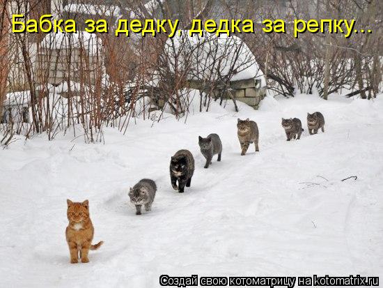 Бабка за дедку, дедка за репку...... Котоматрица: Бабка за дедку, дедка за репку...