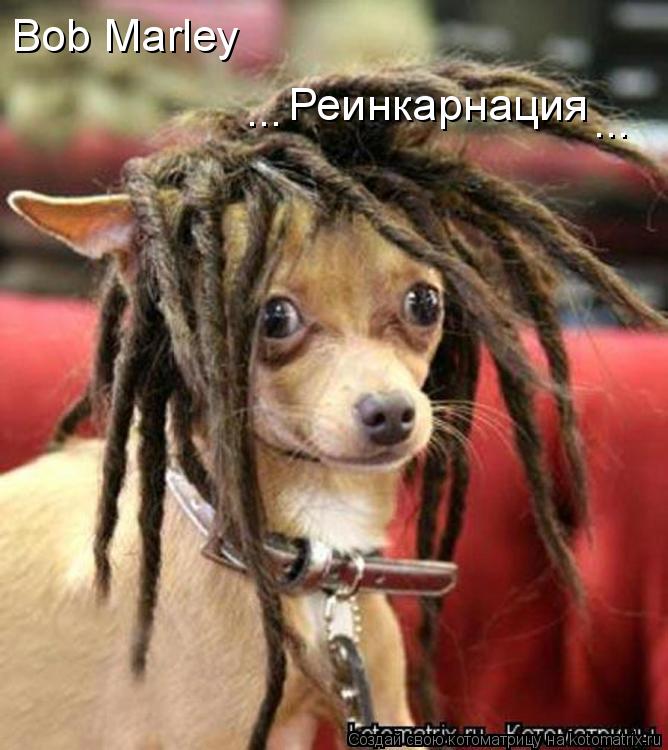 Bob Marley Реинкарнация ... ...... Котоматрица: Bob Marley Реинкарнация ... ...