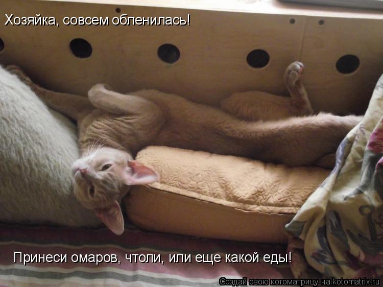 Хозяйка, совсем обленилась! Принеси омаров, чтоли, или еще какой еды!... Котоматрица: Хозяйка, совсем обленилась! Принеси омаров, чтоли, или еще какой еды!