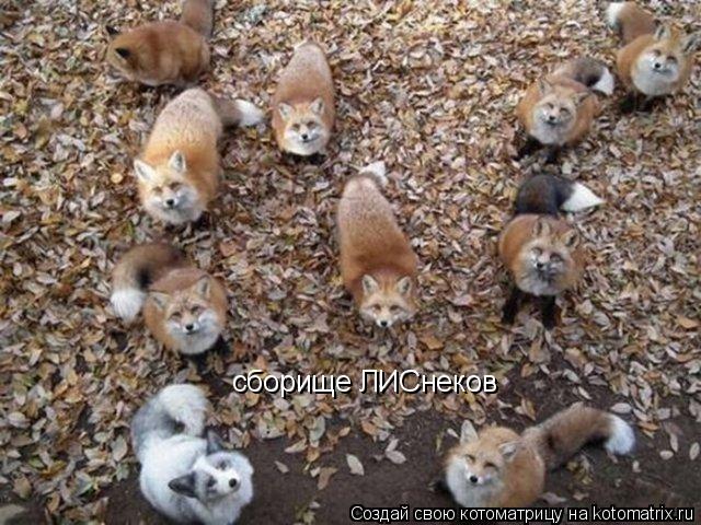 сборище ЛИСнеков... Котоматрица: сборище ЛИСнеков