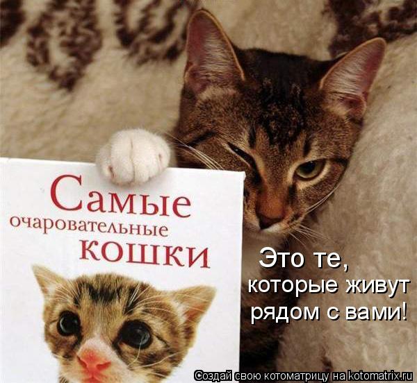 Это те, которые живут рядом с вами!... Котоматрица: Это те, которые живут рядом с вами!