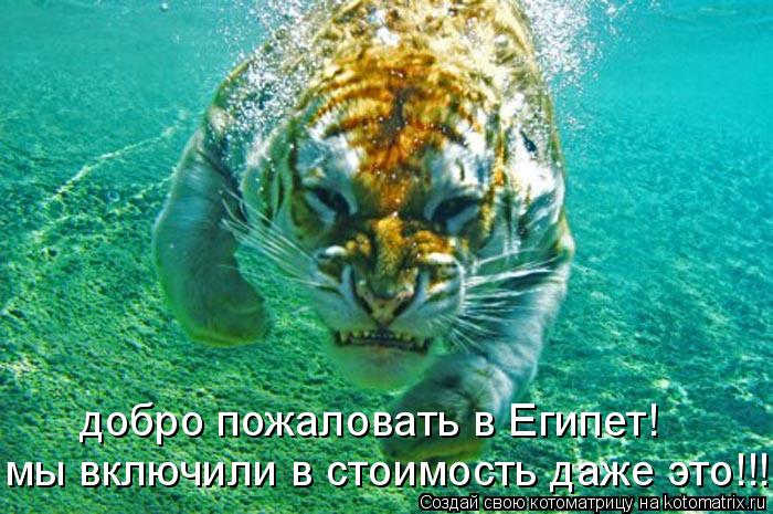 мы включили в стоимость даже это!!! добро пожаловать в Египет!... Котоматрица: мы включили в стоимость даже это!!! добро пожаловать в Египет!