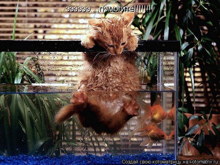 ээээээ....помогите!!!!!!!!... Котоматрица: ээээээ....помогите!!!!!!!!