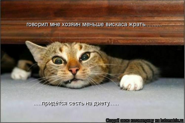 говорил мне хозяин меньше вискаса жрать.......... .....придётся сесть на диету......... Котоматрица: говорил мне хозяин меньше вискаса жрать.......... .....придётся сесть на диету......