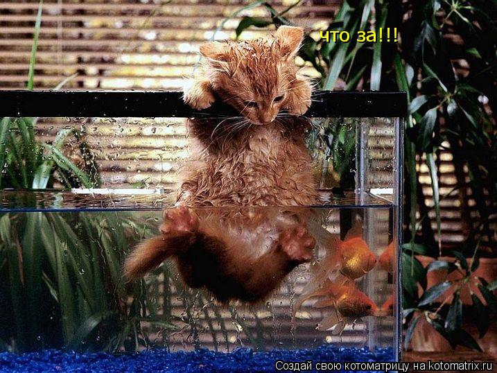 что за!!!... Котоматрица: что за!!!