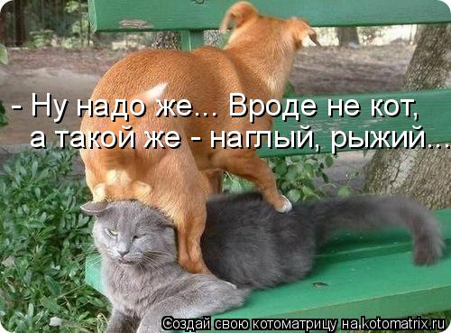 - Ну надо же... Вроде не кот, а такой же - наглый, рыжий...... Котоматрица: - Ну надо же... Вроде не кот, а такой же - наглый, рыжий...