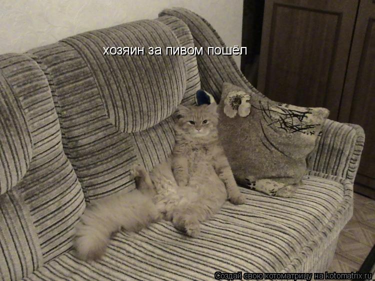 хозяин за пивом пошёл... Котоматрица: хозяин за пивом пошёл