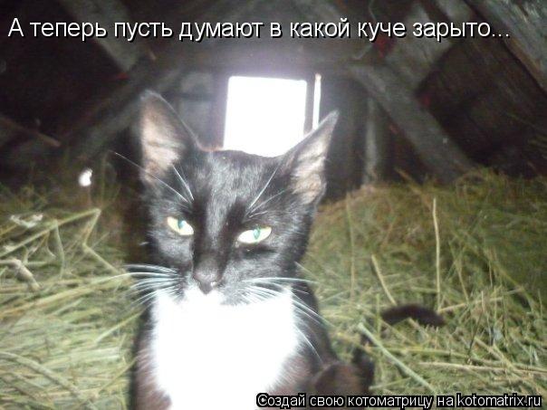 А теперь пусть думают в какой куче зарыто...... Котоматрица: А теперь пусть думают в какой куче зарыто...