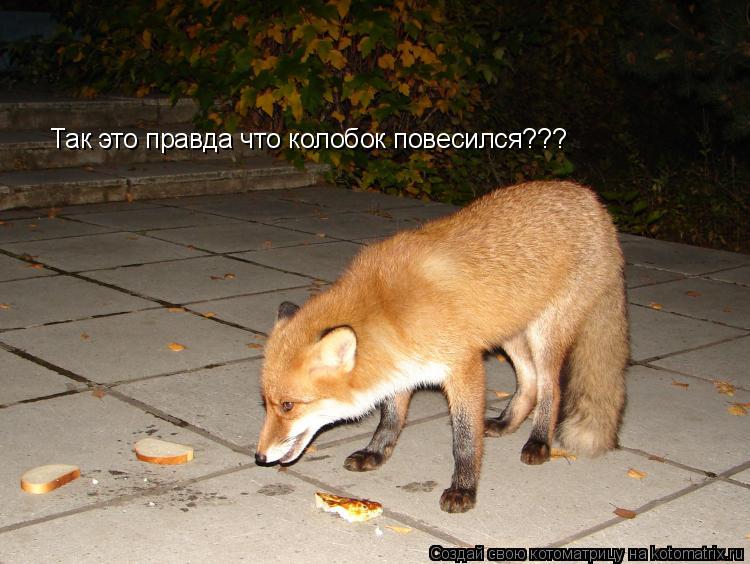 Так это правда что колобок повесился???... Котоматрица: Так это правда что колобок повесился???