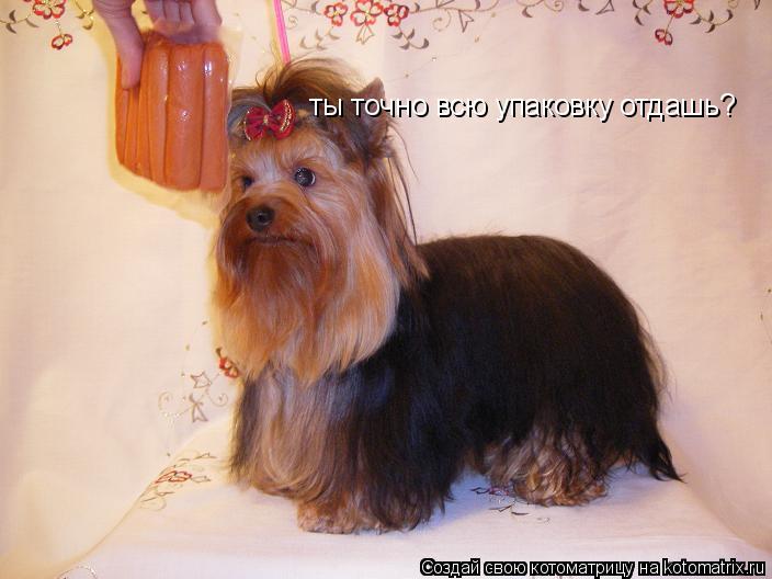 ты точно всю упаковку отдашь?... Котоматрица: ты точно всю упаковку отдашь?