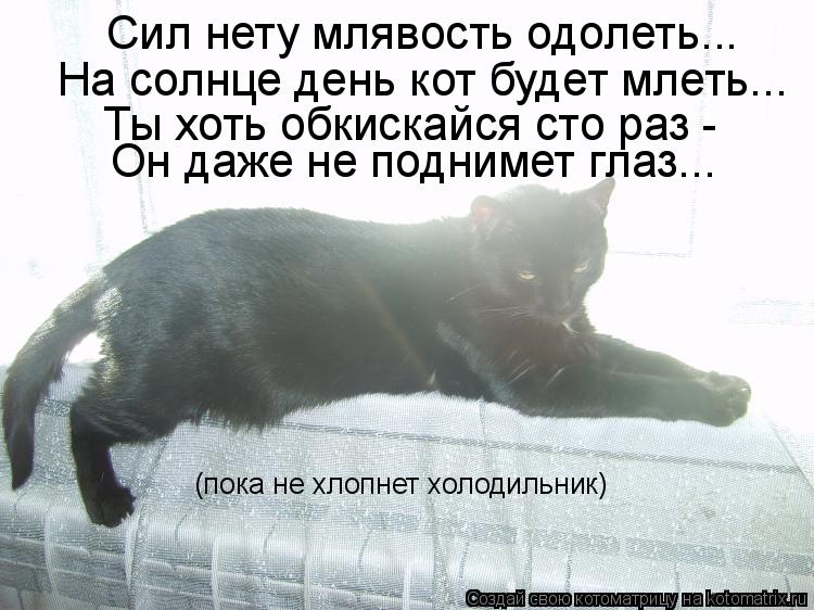 Сил нету млявость одолеть... На солнце день кот будет млеть... Ты хоть обкискайся сто раз - Он даже ... Котоматрица: Сил нету млявость одолеть... На солнце день кот будет млеть... Ты хоть обкискайся сто раз - Он даже не поднимет глаз... (пока не хлопнет холодил