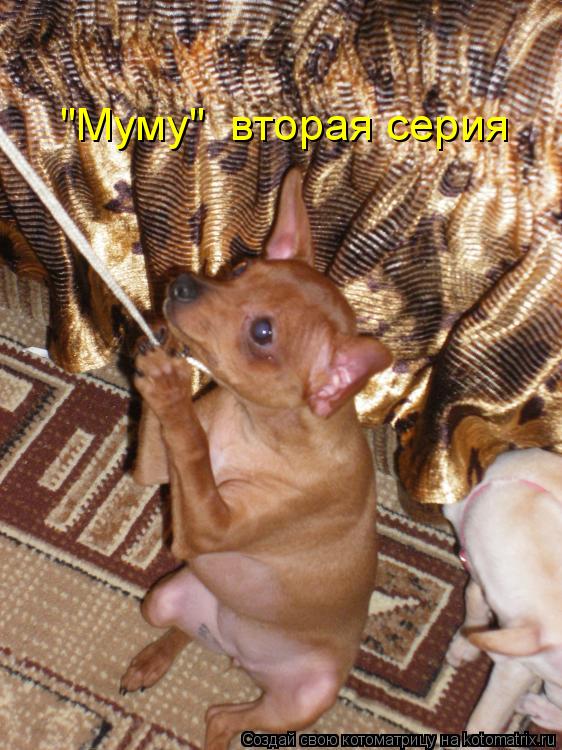 "Муму" вторая серия... Котоматрица: "Муму" вторая серия