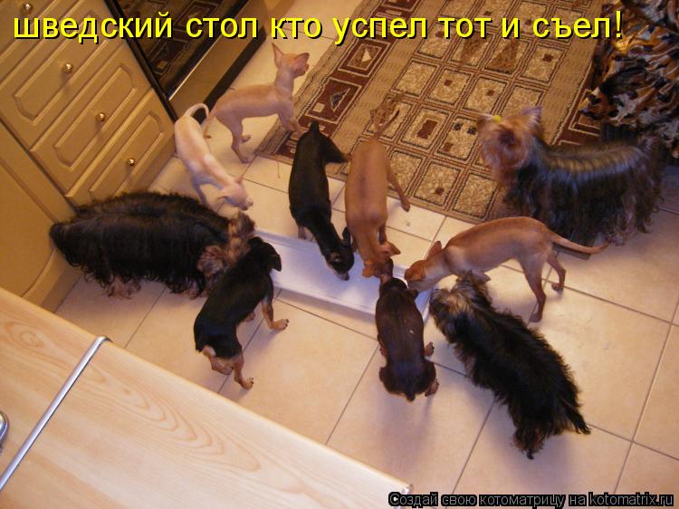 шведский стол шведский стол кто успел тот и съел!... Котоматрица: шведский стол шведский стол кто успел тот и съел!