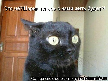 Это,чё?Шарик теперь с нами жить будет?!... Котоматрица: Это,чё?Шарик теперь с нами жить будет?!