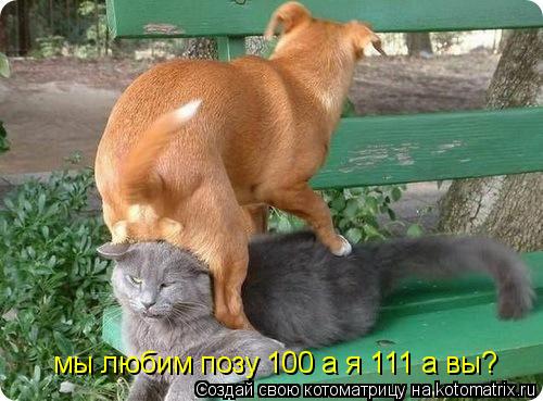 мы любим позу 100 а я 111 а вы?... Котоматрица: мы любим позу 100 а я 111 а вы?