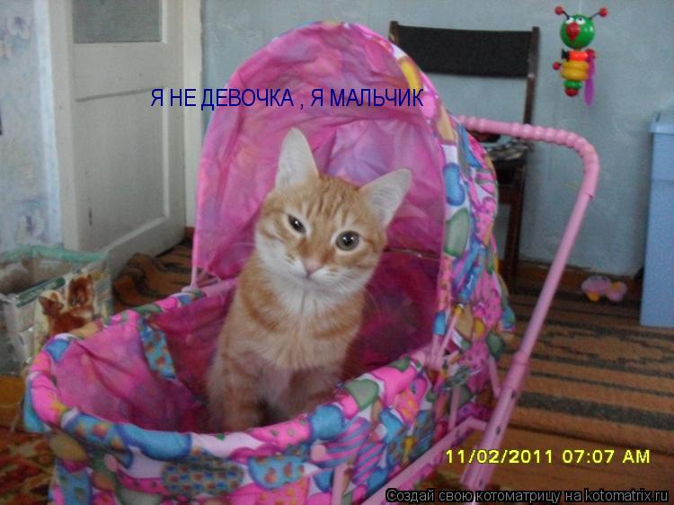 Я НЕ ДЕВОЧКА , Я МАЛЬЧИК... Котоматрица: Я НЕ ДЕВОЧКА , Я МАЛЬЧИК
