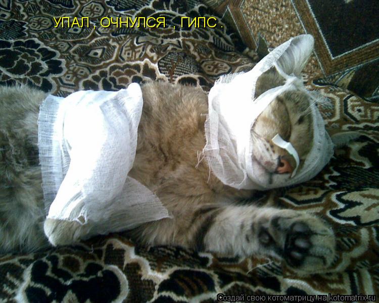УПАЛ , ОЧНУЛСЯ , ГИПС .... Котоматрица: УПАЛ , ОЧНУЛСЯ , ГИПС .