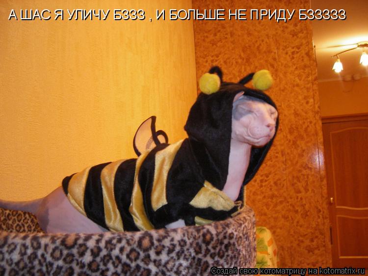 А ШАС Я УЛИЧУ БЗЗЗ , И БОЛЬШЕ НЕ ПРИДУ БЗЗЗЗЗ... Котоматрица: А ШАС Я УЛИЧУ БЗЗЗ , И БОЛЬШЕ НЕ ПРИДУ БЗЗЗЗЗ