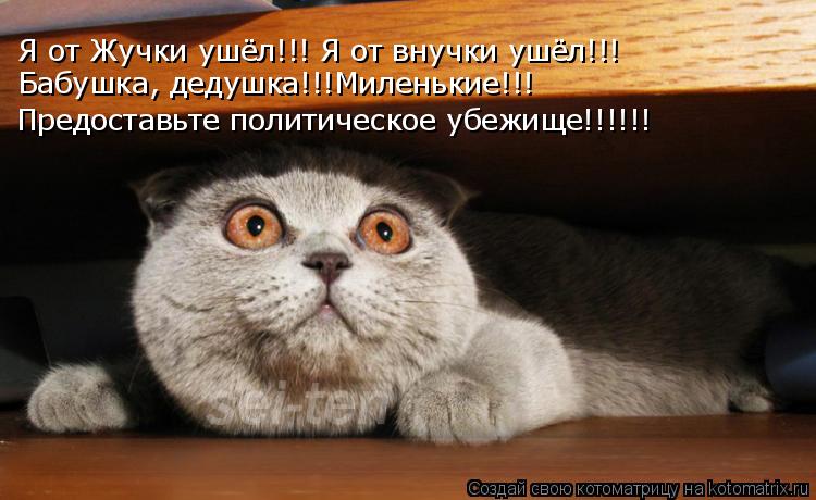 Я от Жучки ушёл!!! Я от внучки ушёл!!! Бабушка, дедушка!!!Миленькие!!! Предоставьте политическое убеж... Котоматрица: Я от Жучки ушёл!!! Я от внучки ушёл!!! Бабушка, дедушка!!!Миленькие!!! Предоставьте политическое убежище!!!!!!