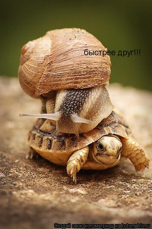 быстрее друг!!!... Котоматрица: быстрее друг!!!