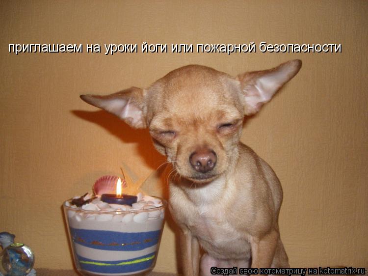 приглашаем на уроки йоги или пожарной безопасности... Котоматрица: приглашаем на уроки йоги или пожарной безопасности