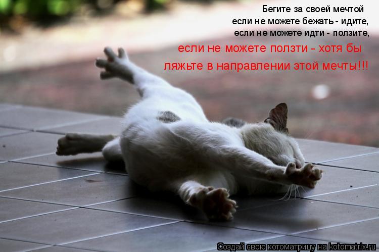 Бегите за своей мечтой если не можете бежать - идите, если не можете идти - ползите, если не можете п... Котоматрица: Бегите за своей мечтой если не можете бежать - идите, если не можете идти - ползите, если не можете ползти - хотя бы ляжьте в направлении этой