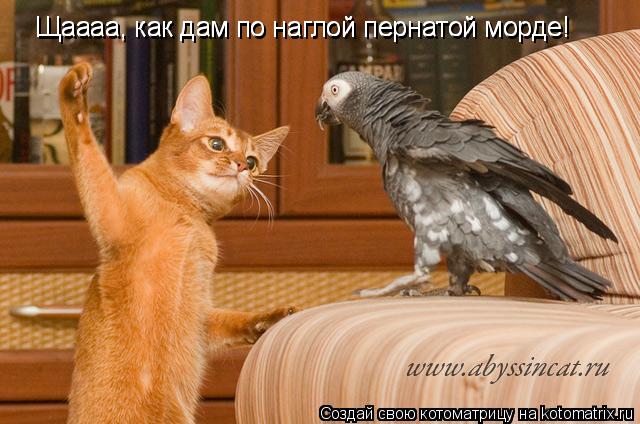 Щаааа, как дам по наглой пернатой морде! Щаааа, как дам по наглой пернатой морде!... Котоматрица: Щаааа, как дам по наглой пернатой морде! Щаааа, как дам по наглой пернатой морде!