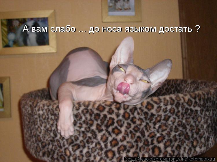 А вам слабо ... до носа языком достать ?... Котоматрица: А вам слабо ... до носа языком достать ?