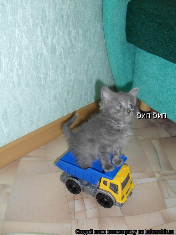 бип бип... Котоматрица: бип бип