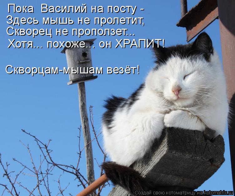 Пока Василий на посту - Здесь мышь не пролетит, Скворец не проползет... Хотя... похоже... он ХРАПИТ... Котоматрица: Пока Василий на посту - Здесь мышь не пролетит, Скворец не проползет... Хотя... похоже... он ХРАПИТ! Скворцам-мышам везёт!