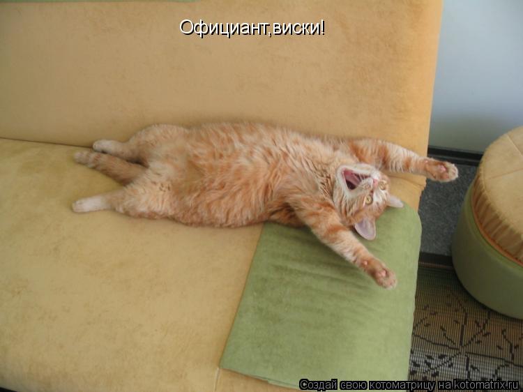 Официант,виски!... Котоматрица: Официант,виски!