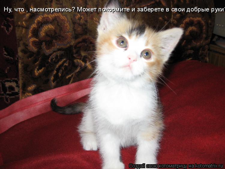 Котоматрица: Н Н Ну, что , насмотрелись? Может покормите и заберете в свои добрые руки?