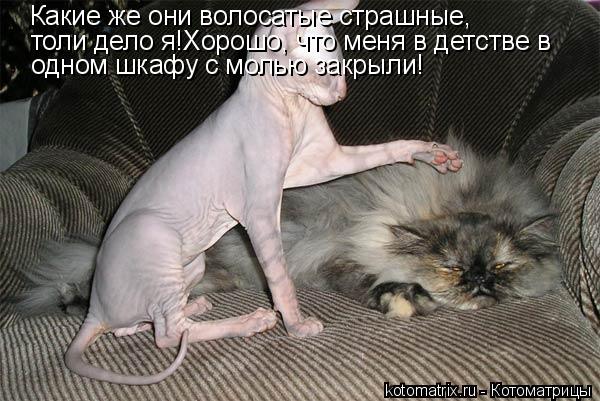 Какие же они волосатые страшные, толи дело я!Хорошо, что меня в детстве в одном шкафу с молью закрыл... Котоматрица: Какие же они волосатые страшные, толи дело я!Хорошо, что меня в детстве в одном шкафу с молью закрыли!