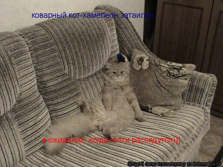 Котоматрица: коварный кот-хамелеон затаился.... в ожидании, когда гости рассядутся)))