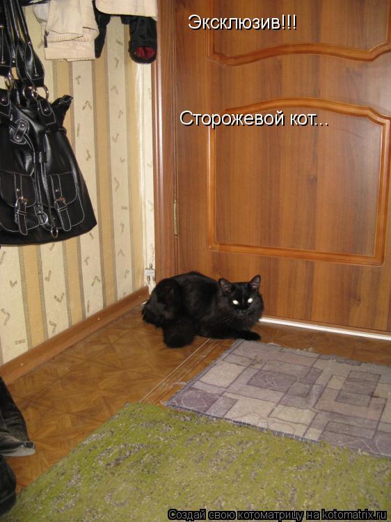 Котоматрица: Эксклюзив!!! Сторожевой кот...