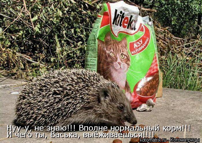 Нуу-у, не знаю!!! Вполне нормальный корм!!! И чего ты, Васька, выёживаешься!!!!... Котоматрица: Нуу-у, не знаю!!! Вполне нормальный корм!!! И чего ты, Васька, выёживаешься!!!!