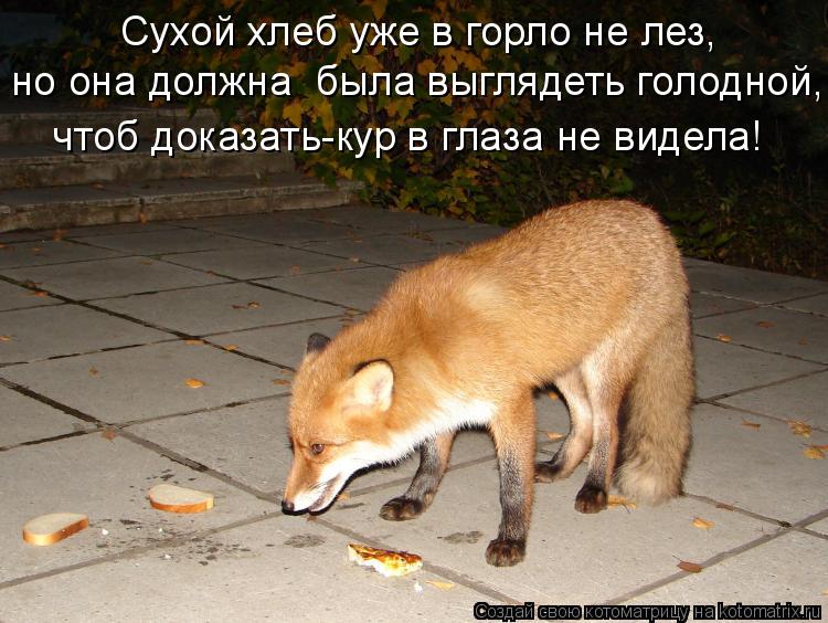 Сухой хлеб уже в горло не лез, но она должна была выглядеть голодной, чтоб доказать-кур в глаза не ... Котоматрица: Сухой хлеб уже в горло не лез, но она должна была выглядеть голодной, чтоб доказать-кур в глаза не видела!