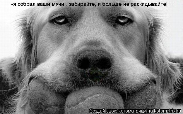 Котоматрица: -я собрал ваши мячи , забирайте, и больше не раскидывайте!