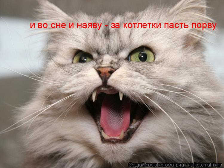 Котоматрица: и во сне и наяву - за котлетки пасть порву