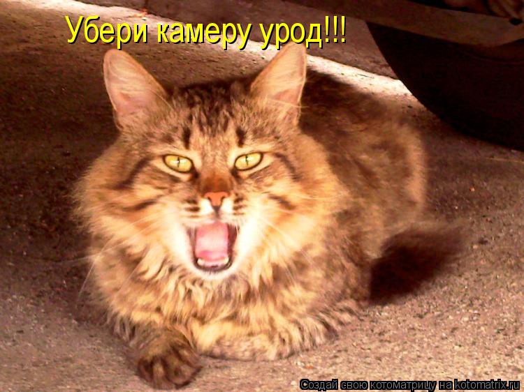 Котоматрица: Убери камеру урод!!!