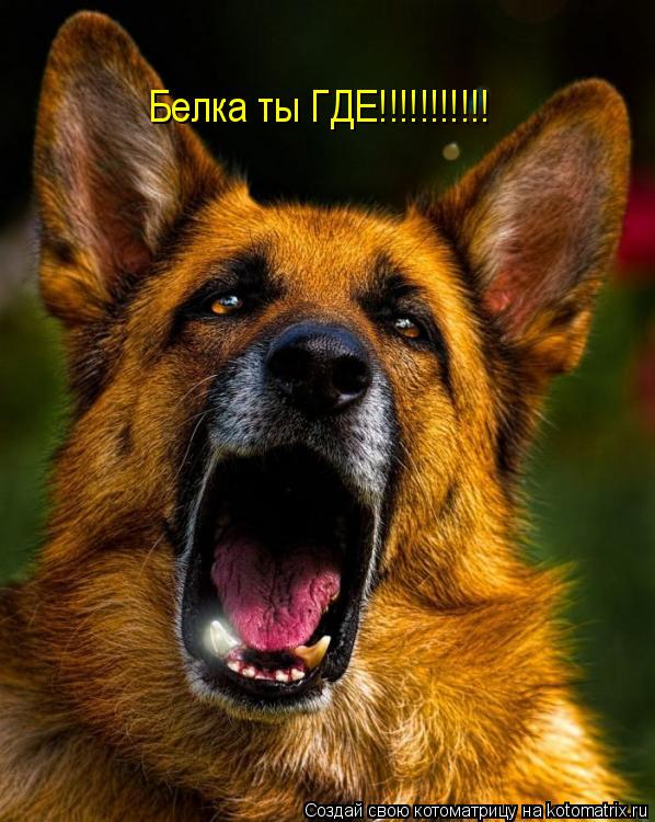Белка ты ГДЕ!!!!!!!!!!!... Котоматрица: Белка ты ГДЕ!!!!!!!!!!!