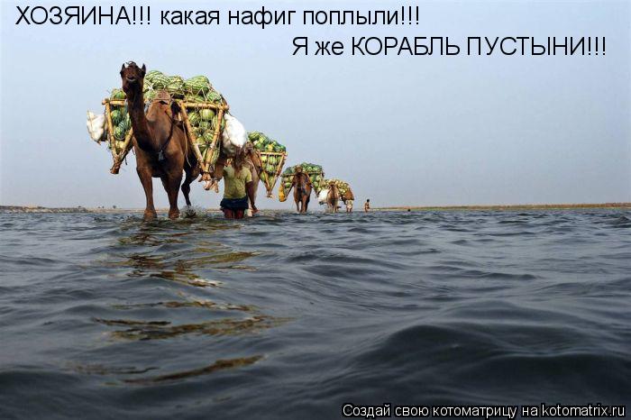 Я же КОРАБЛЬ ПУСТЫНИ!!! ХОЗЯИНА!!! какая нафиг поплыли!!!... Котоматрица: Я же КОРАБЛЬ ПУСТЫНИ!!! ХОЗЯИНА!!! какая нафиг поплыли!!!